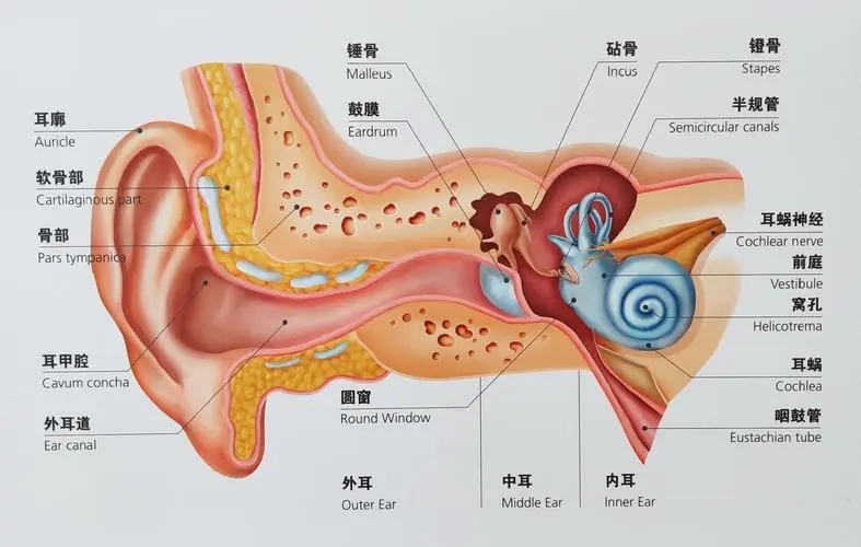 耳朵模型圖.webp.jpg